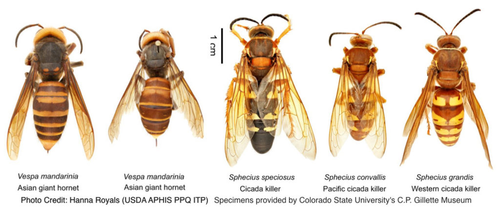 side by side comparison of different hornets 