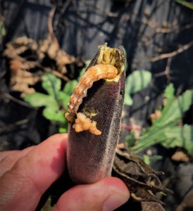 Armyworm eating okra in a garden