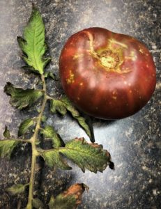 Stinkbug damage on a garden tomato.