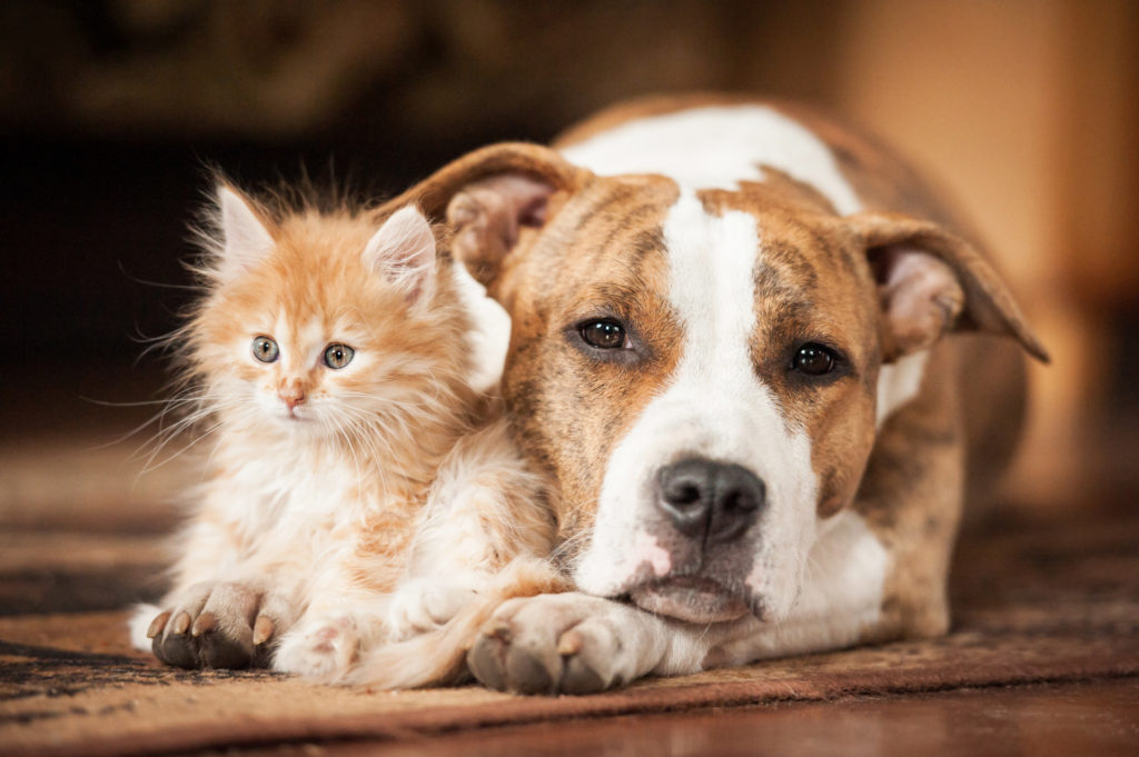 household pets - cute kitten snuggled with dog