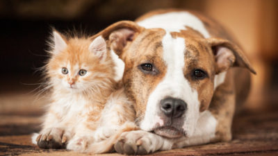 cute kitten snuggled with dog