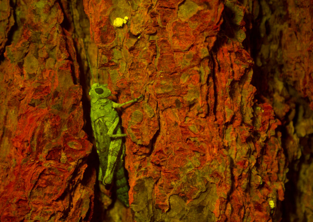 A camouflaged grasshopper shines green while tree bark shines red under blue light fluorescence