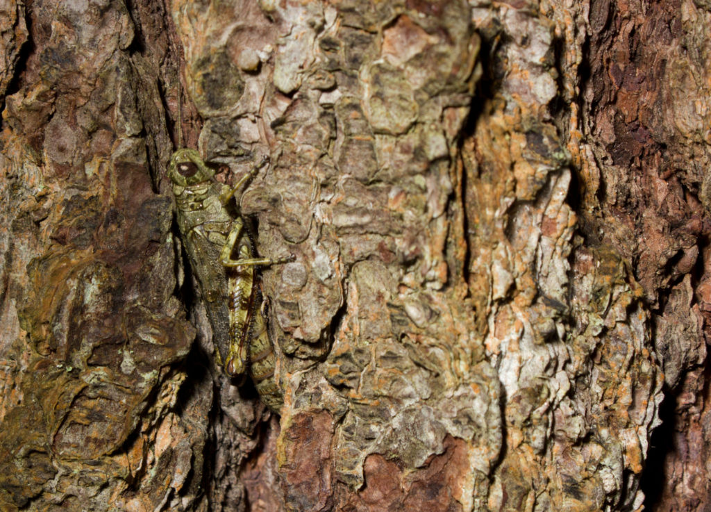 A grasshopper camouflaged on tree bark.