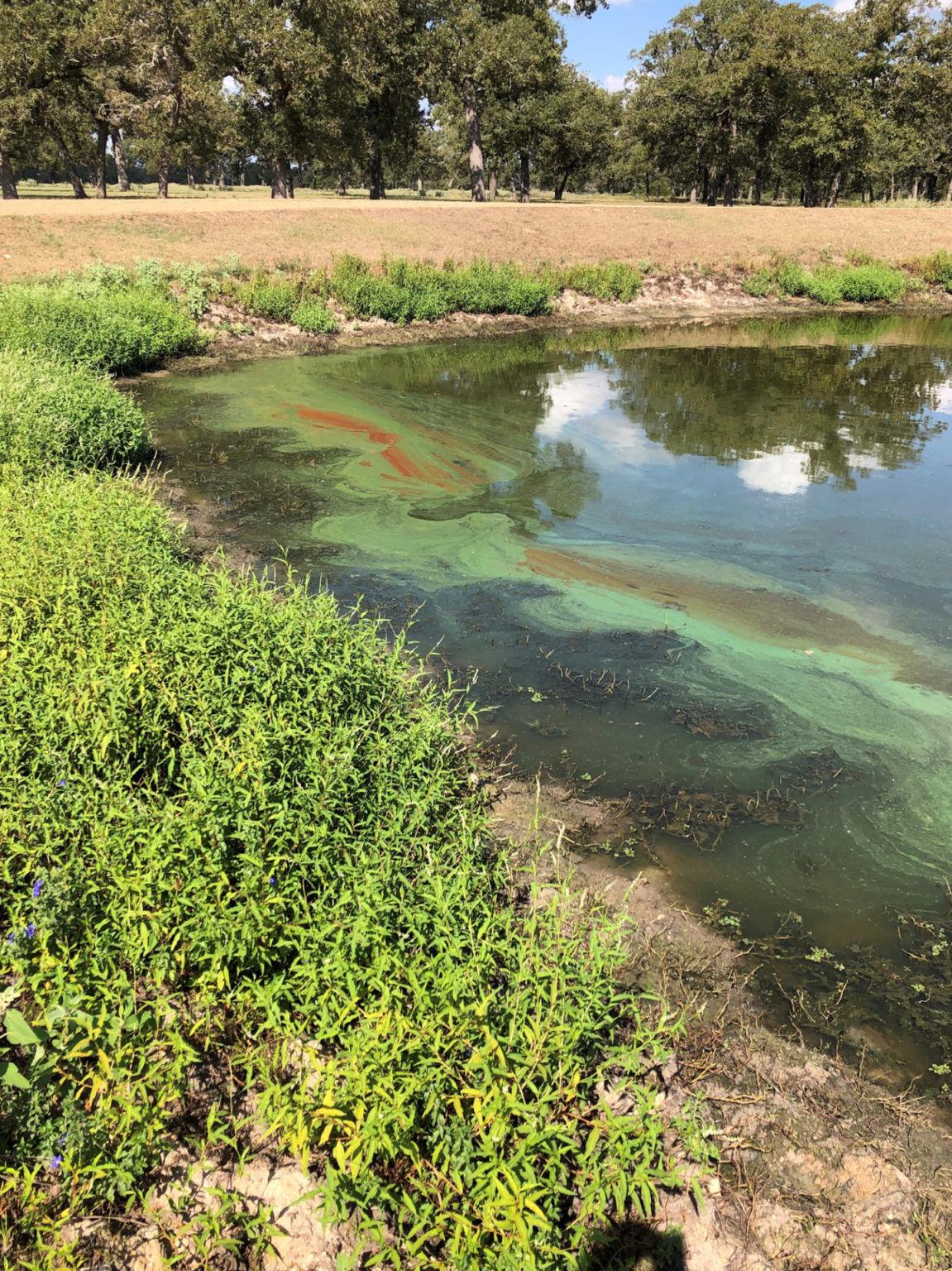 AgriLife Extension launches online course in aquatic vegetation