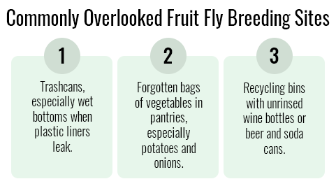 Fruit Fly Breeding Sites graphic