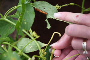 Gulf Fritillary Butterfly in larval stage found on a Purple Passion Vine