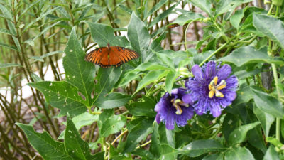 Gulf Fritillary Butterfly on Purple Passion Vine