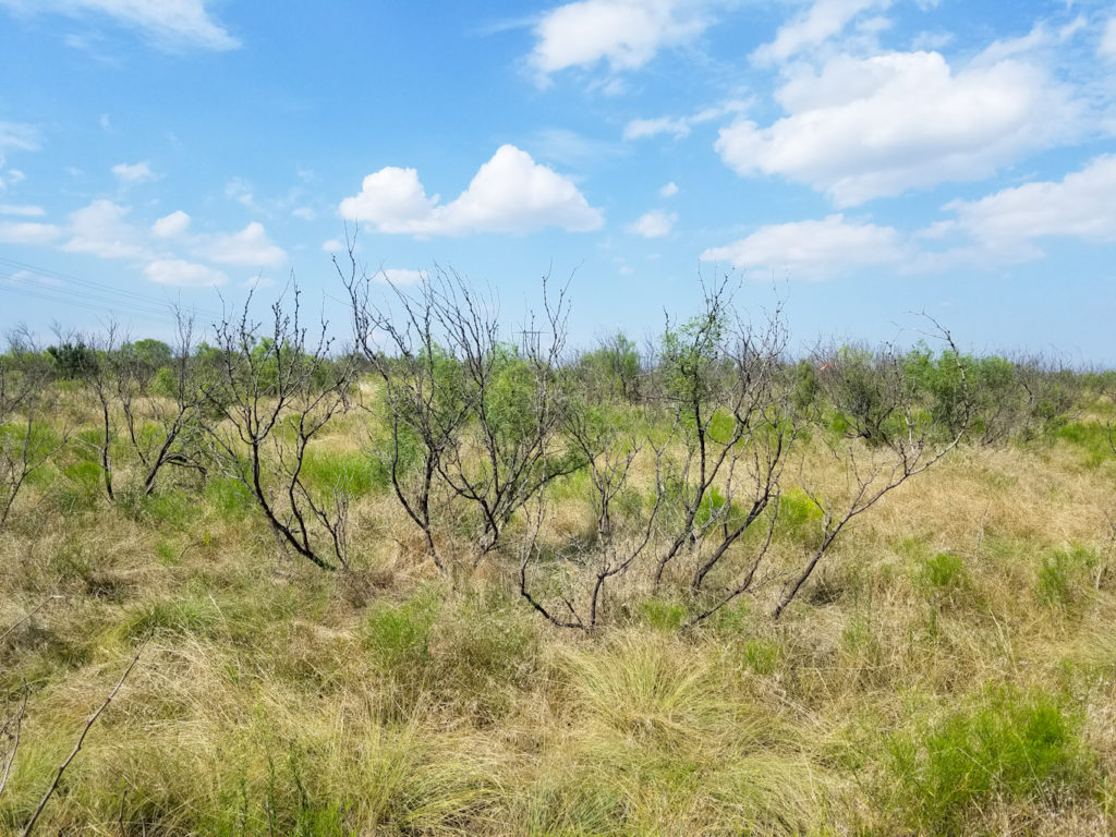 grassland revitalization of a mesquite savannah