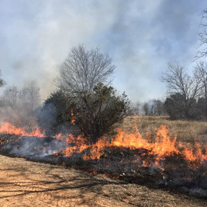 image of controlled fire - Prescribed fire grant