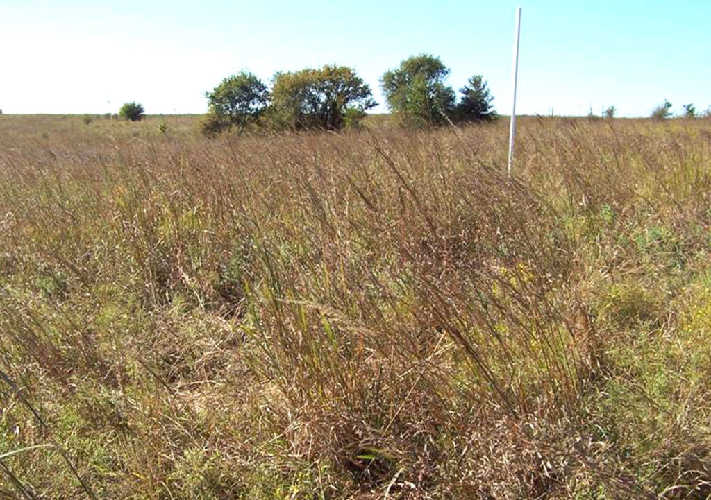 A pasture of prairie grass