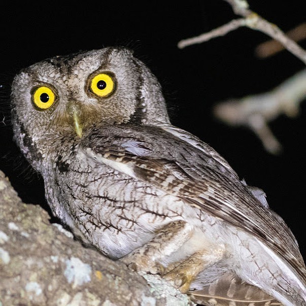 Learn to Bird nighttime owling
