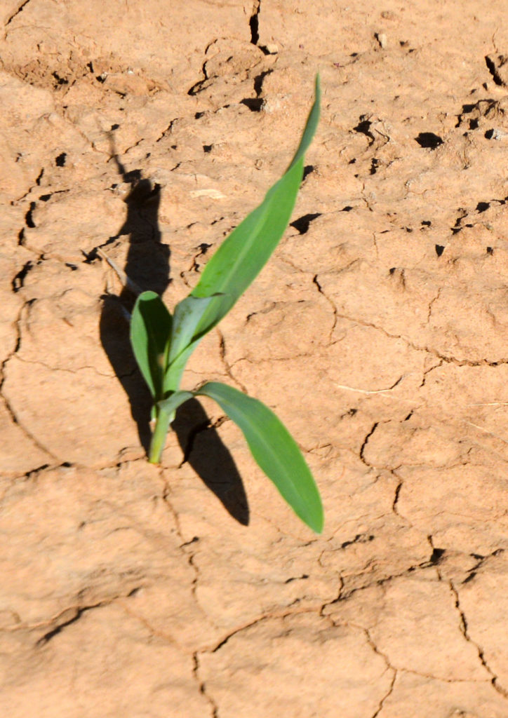 a single green corn plant sprouting out of the ground