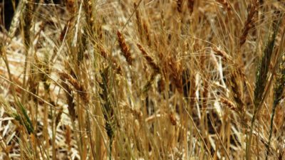 A closeup of a golden field of wheat stalks