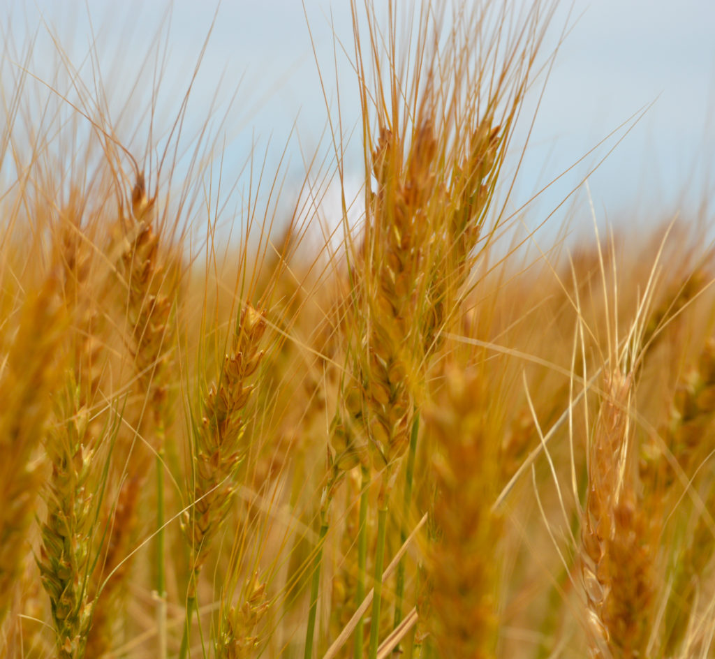 close picture of golden wheat