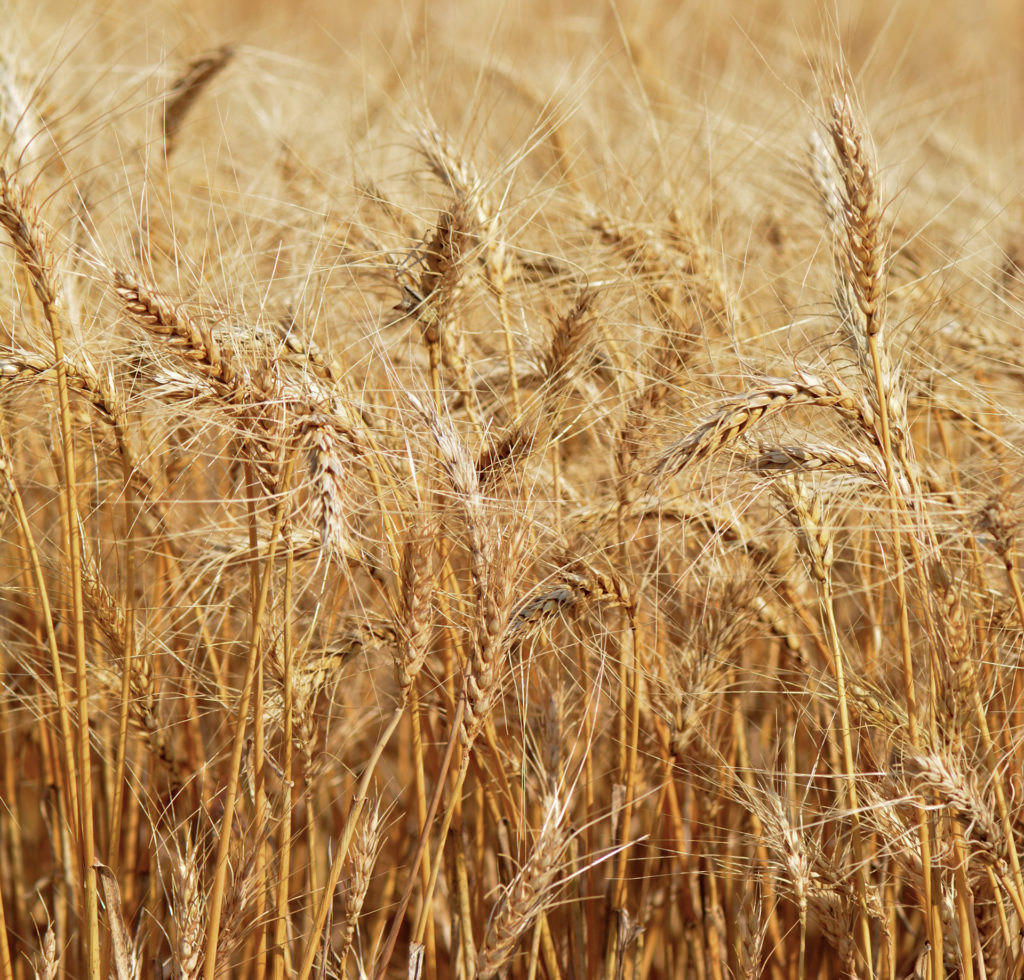 wheat growing in field represents Wheatheart conference