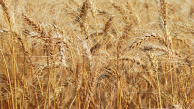 wheat growing in field