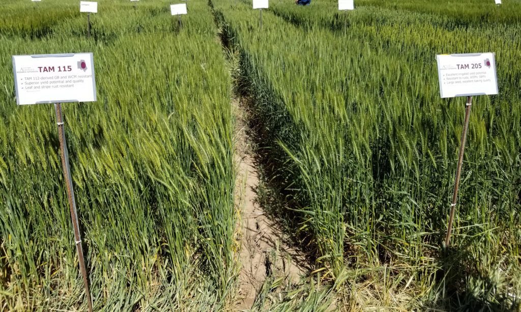 Picture of two wheat plots, TAM 115 and TAM 205, added to Picks List