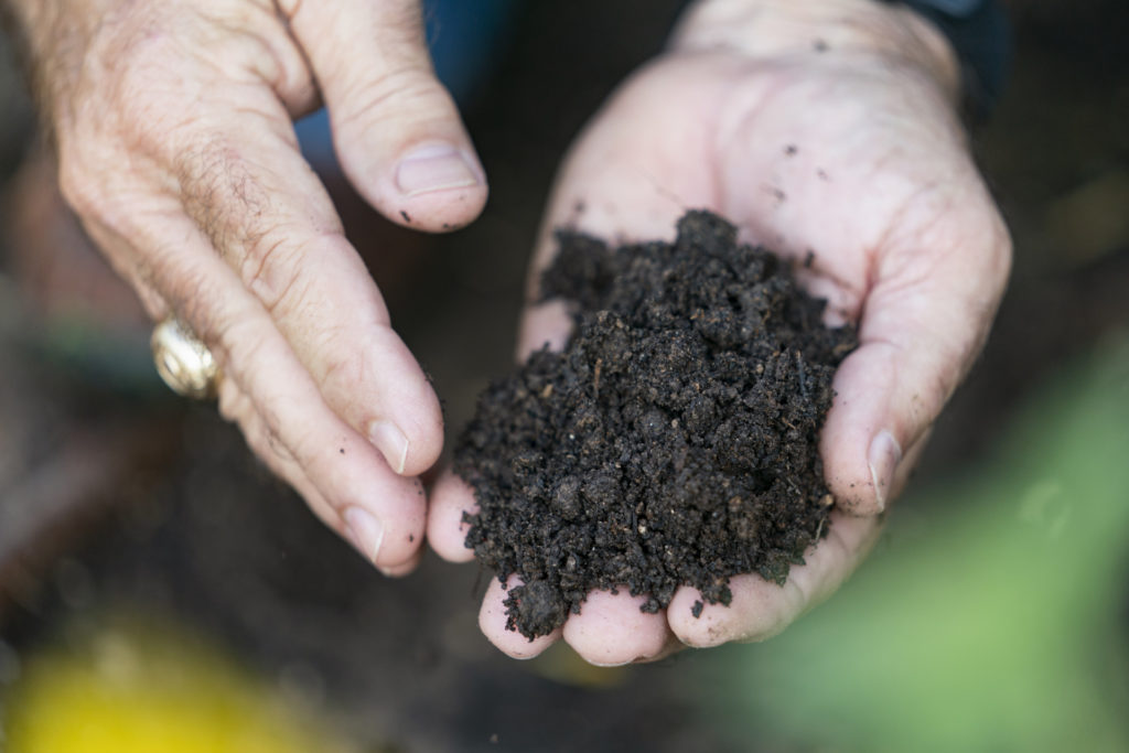 rich soil in a pair of hands