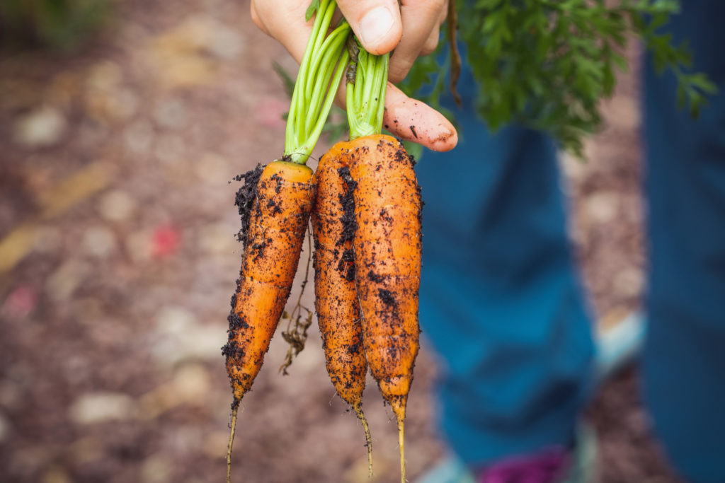 3 carrots held in gardener's hand