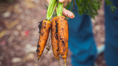3 carrots held in gardener's hand