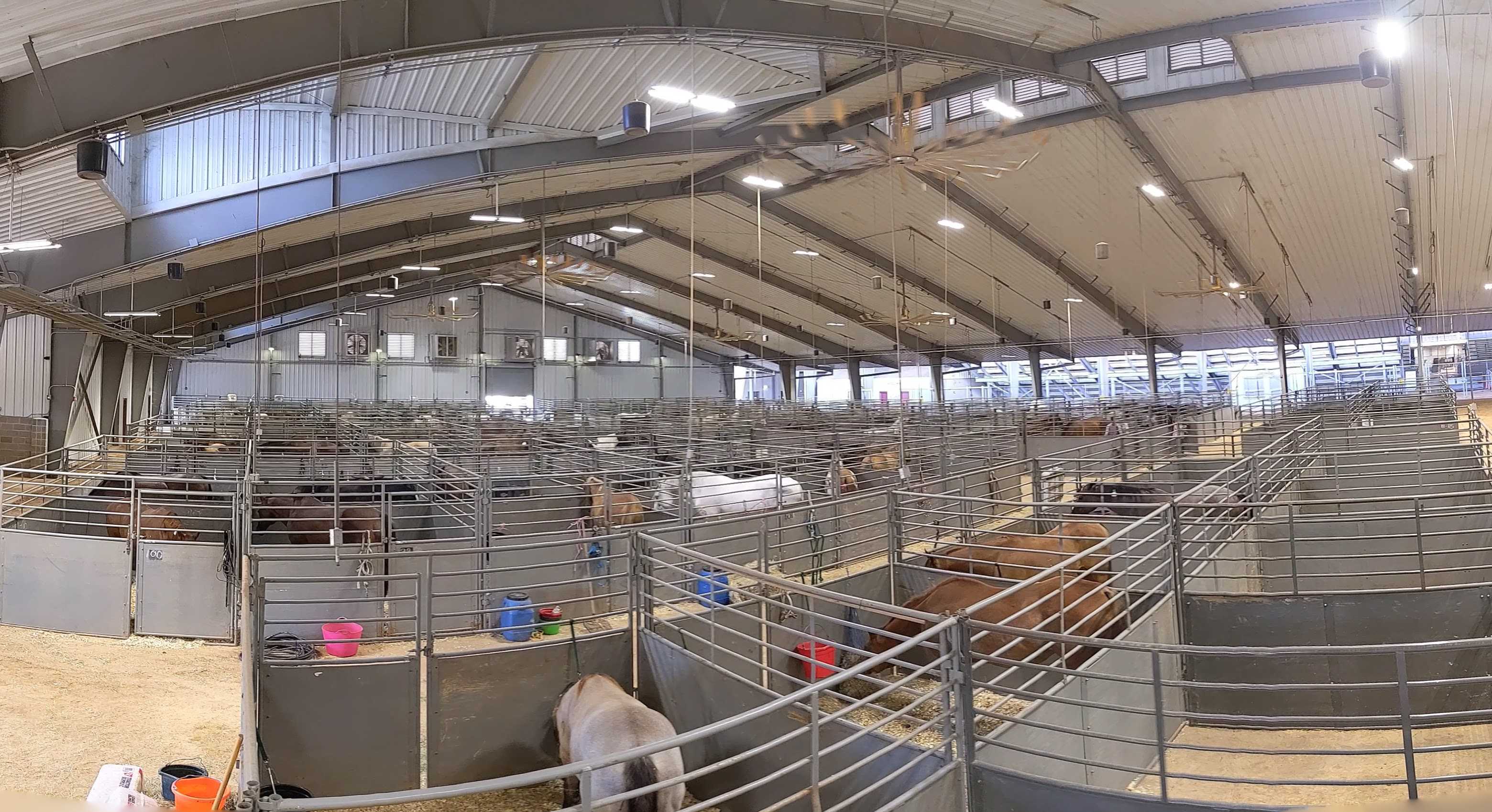 large animals in pens after the hurricane