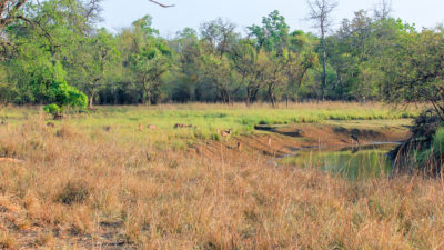 grassland in India with deer at pond
