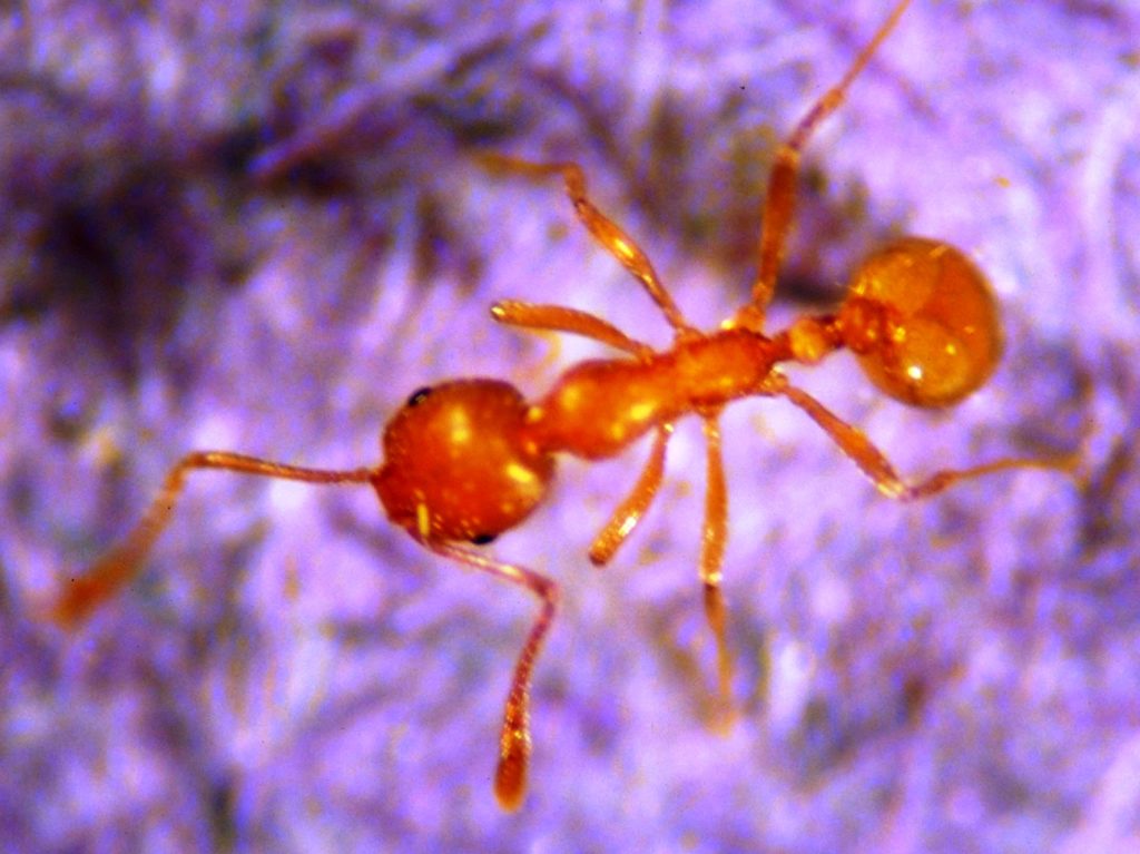 AgriLife photo of pharaoh ant as pantry pest. The ant is red and there is a purple background