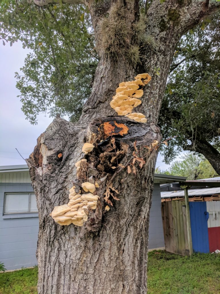 Fruiting bodies along the trunk indicate an advanced degree of decay. 