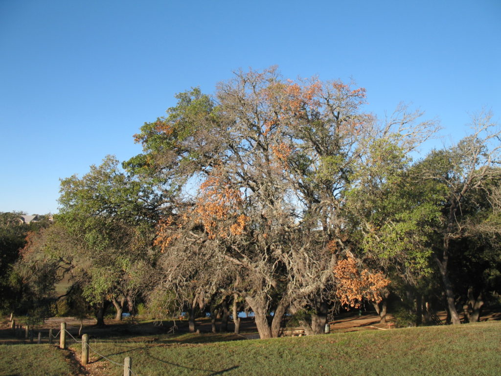 Oak tree with an advanced case of oak wilt
