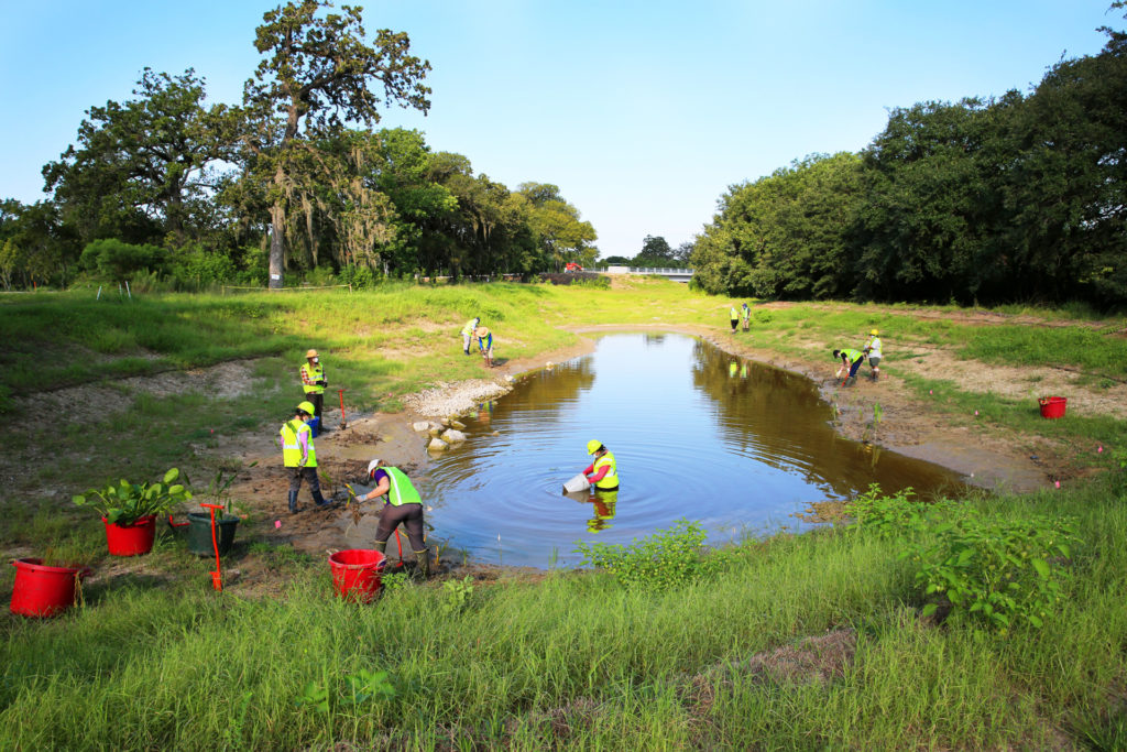 AgriLife volunteers helping plant wetlands at Houston Botanic Garden.