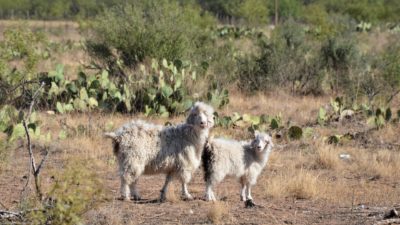 Two angora goats standing in front of prickly pears at the AgriLife Research Center in San Angelo