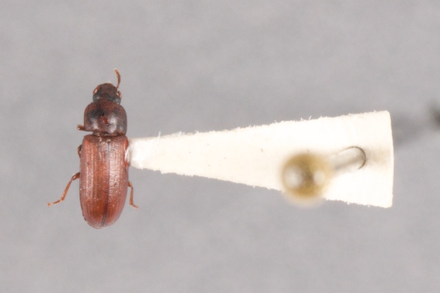 AgriLife photo of pinned flour beetle