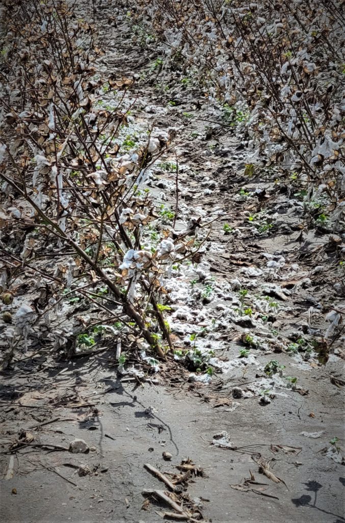 cotton stripped off stalks with leaves on the ground from heavy rain and hail.