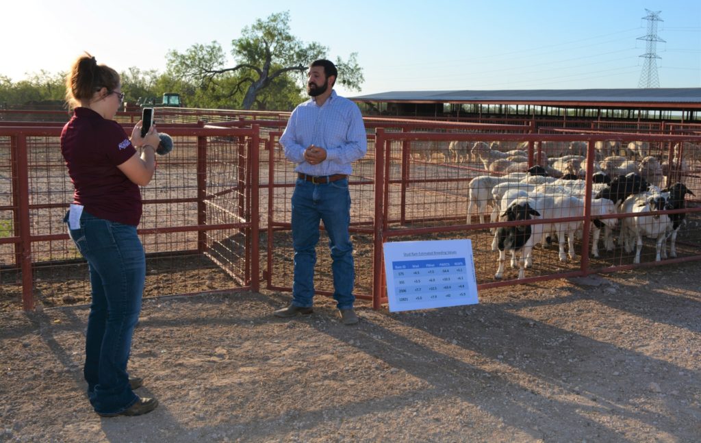 An AgriLife specialist being filmed in front of a sheep pen