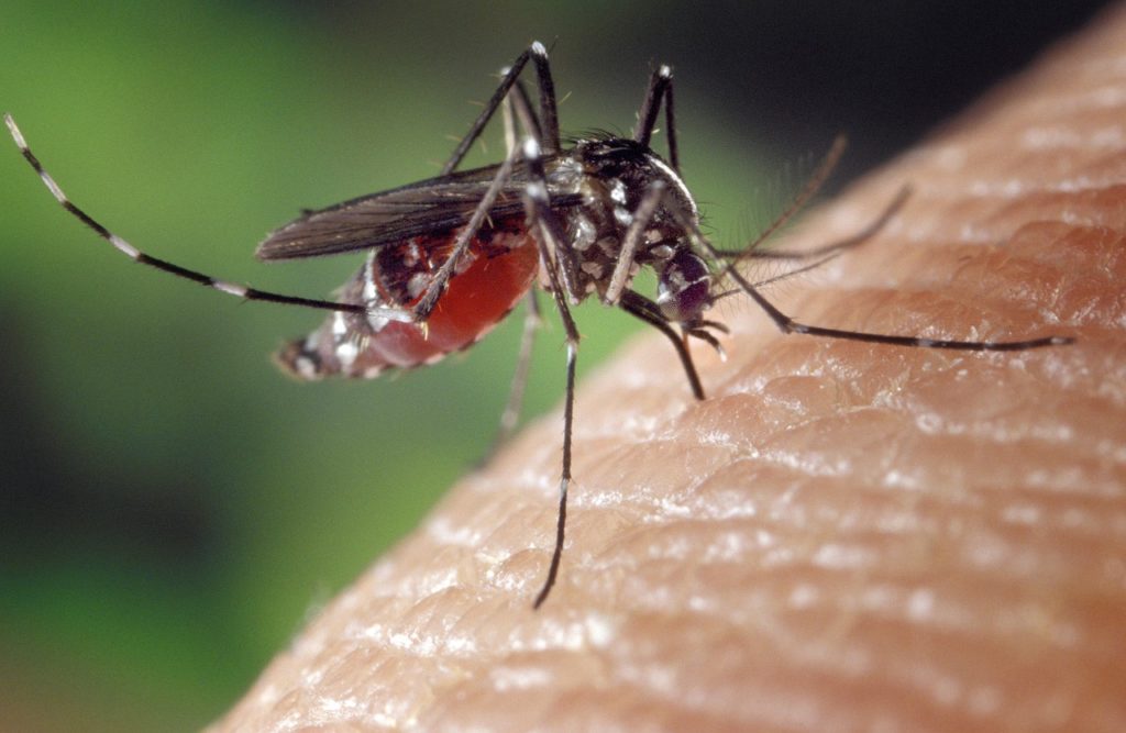 Close up of a female mosquito on human skin. An increase in the mosquito population in Texas has raised the risk for mosquito-borne diseases like malaria and West Nile virus