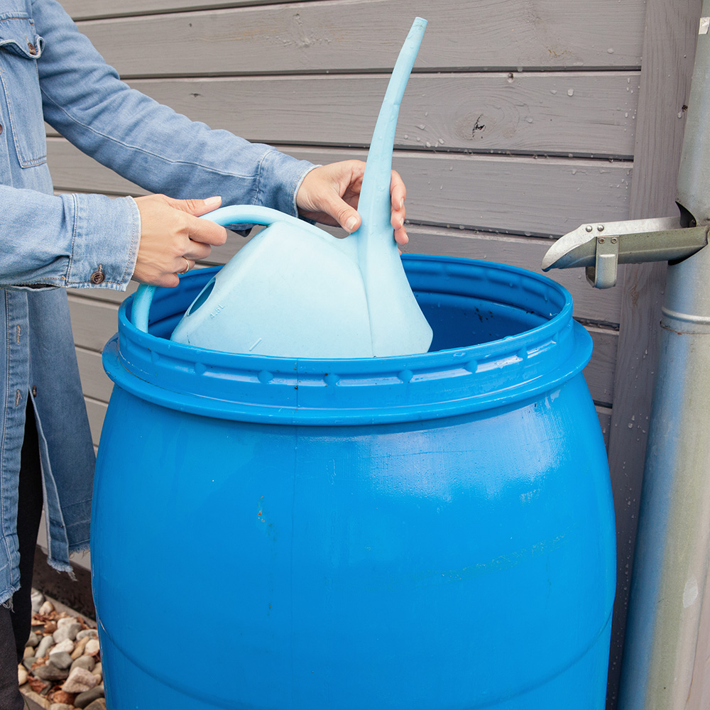 A person's hands holding a light blue plastic watering can dipping into a darker blue rain barrel that is positioned under a gutter downspout. 