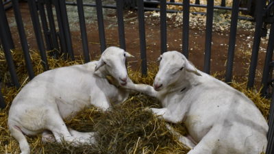 Two sheep in a pen at the 2019 Texas Sheep and Goat Expo