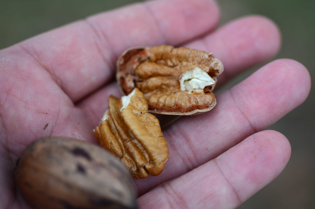 hand holding pecans - production is expected to be good