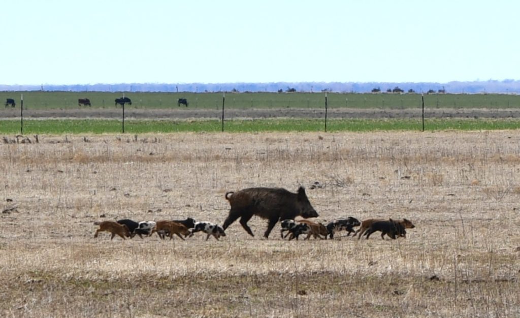 Group of wild pigs cross an open range in front of a pasture of cows.