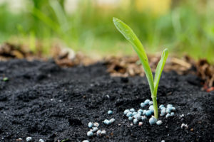 fertilizer on corn seedling