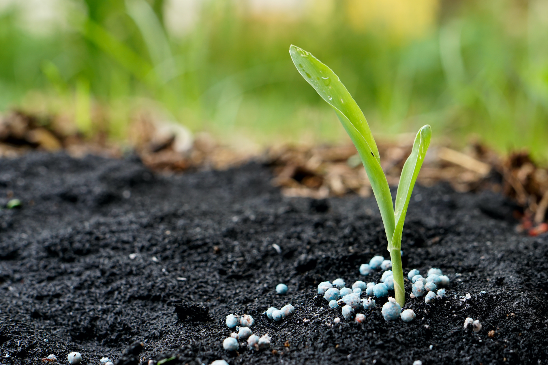 How To Choose The Right Fertilizer For Home Vegetable Gardens 