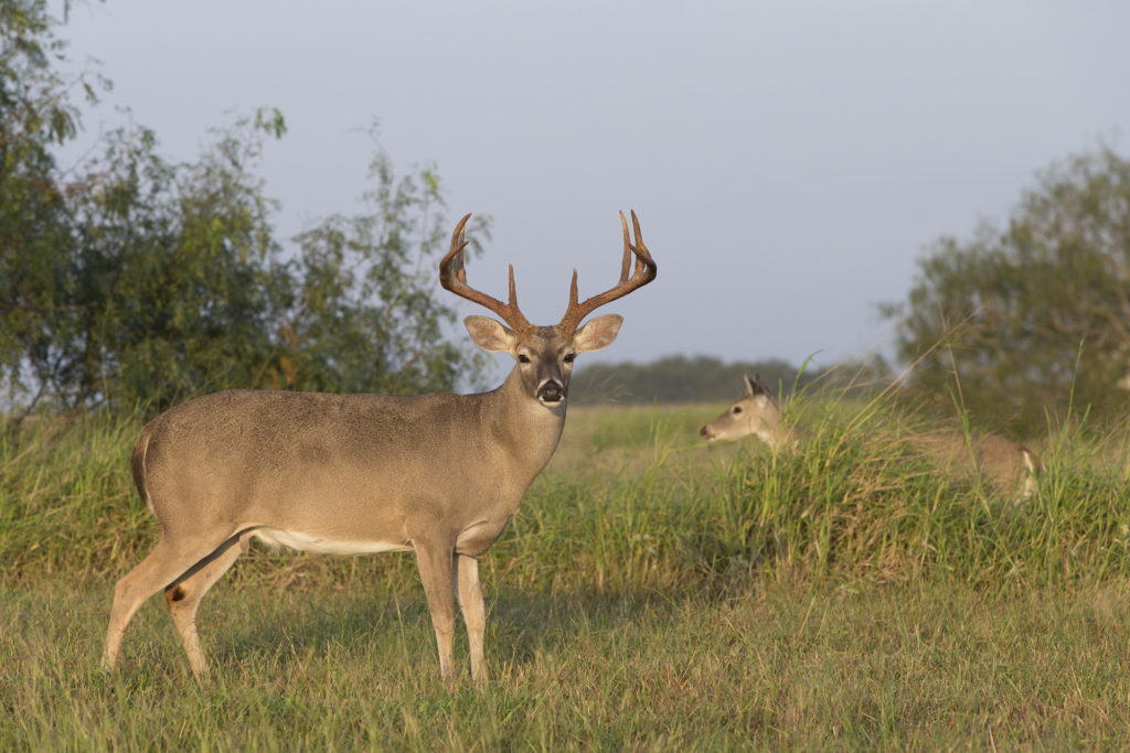 Hunters will look for a similar scene: a buck and doe deer standing in a grass and tree-lined meadow