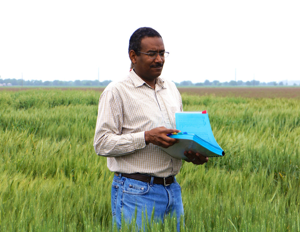 Man standing in a wheat field