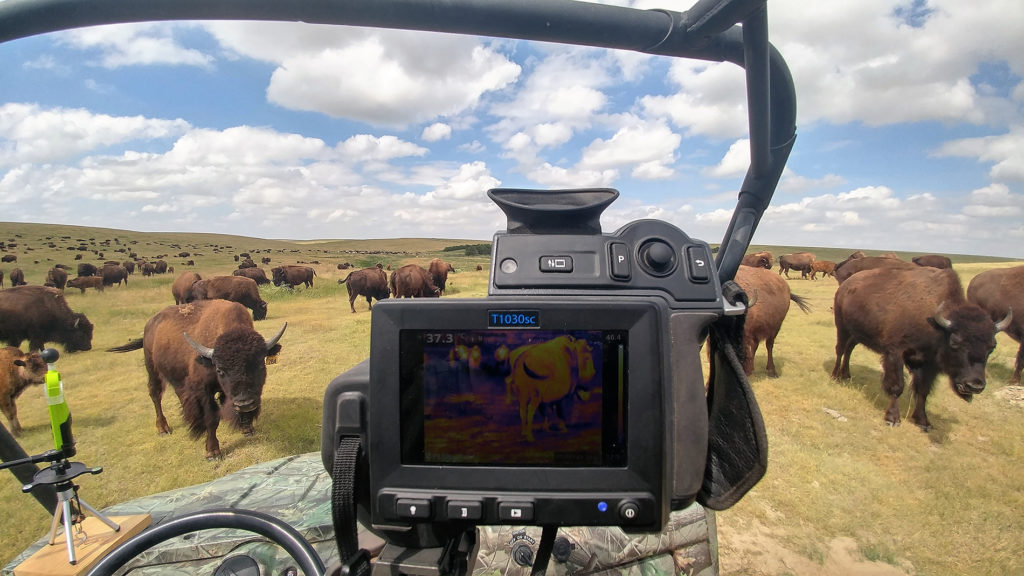 Camera being driven through herd of bison recording temperature of animals.