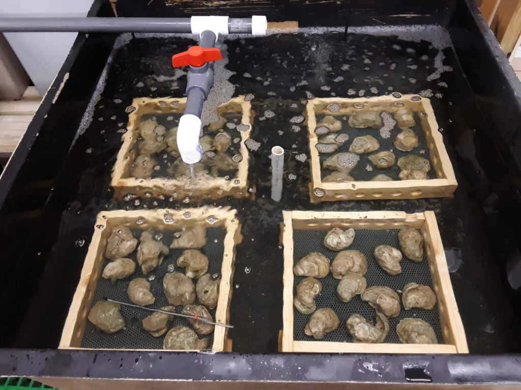 Oysters being conditioned for breeding in a lab setting.