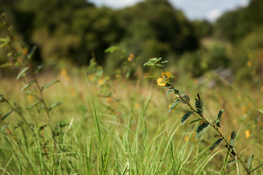 A partidge pea plant in a sea of grass - natural resources learned about in the Texas Master Naturalist Program.