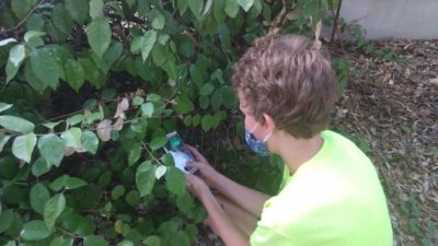 A young man inspects a leaf up close as past of Junior Master Naturalist program activities
