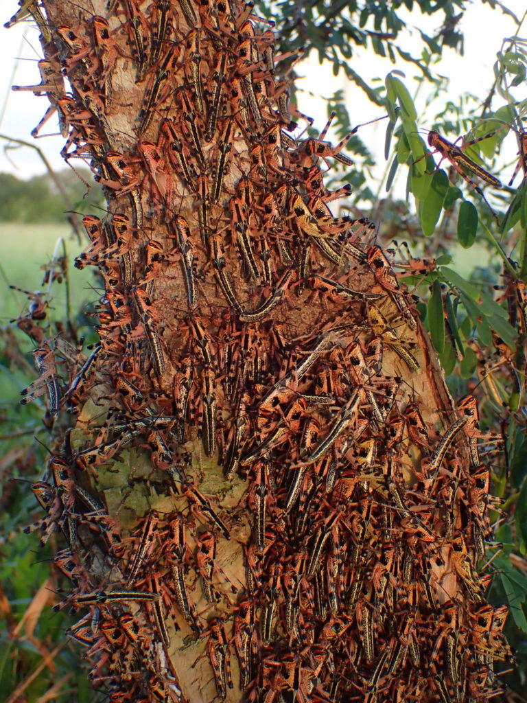 A tree covered with brown locusts.
