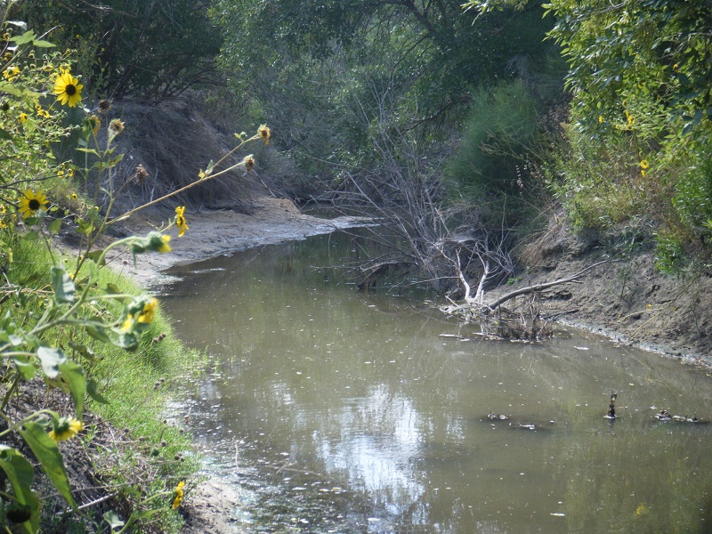 Texas Water Resources Institute photo of section of Petrolina Creek. 