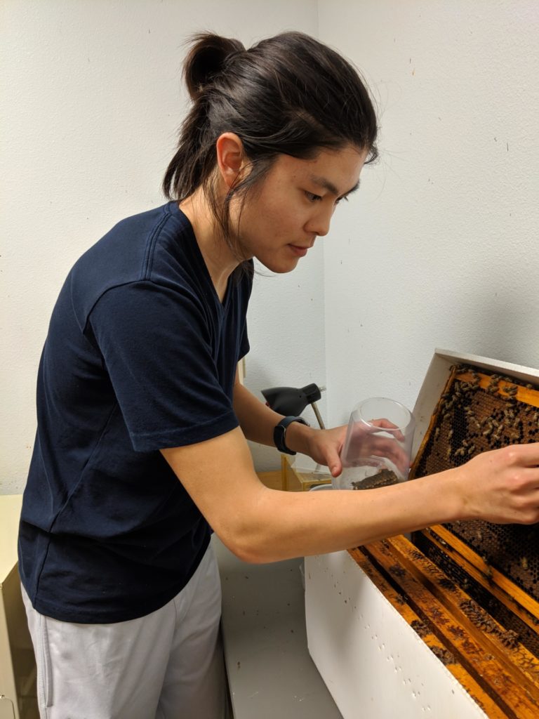 Person standing over a hive in the lab
